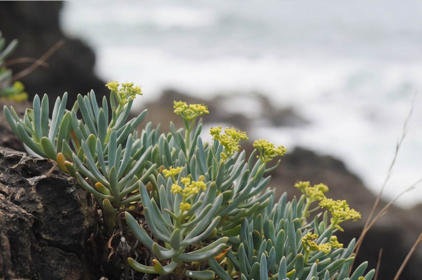 Meerfenchel aus Mallorca