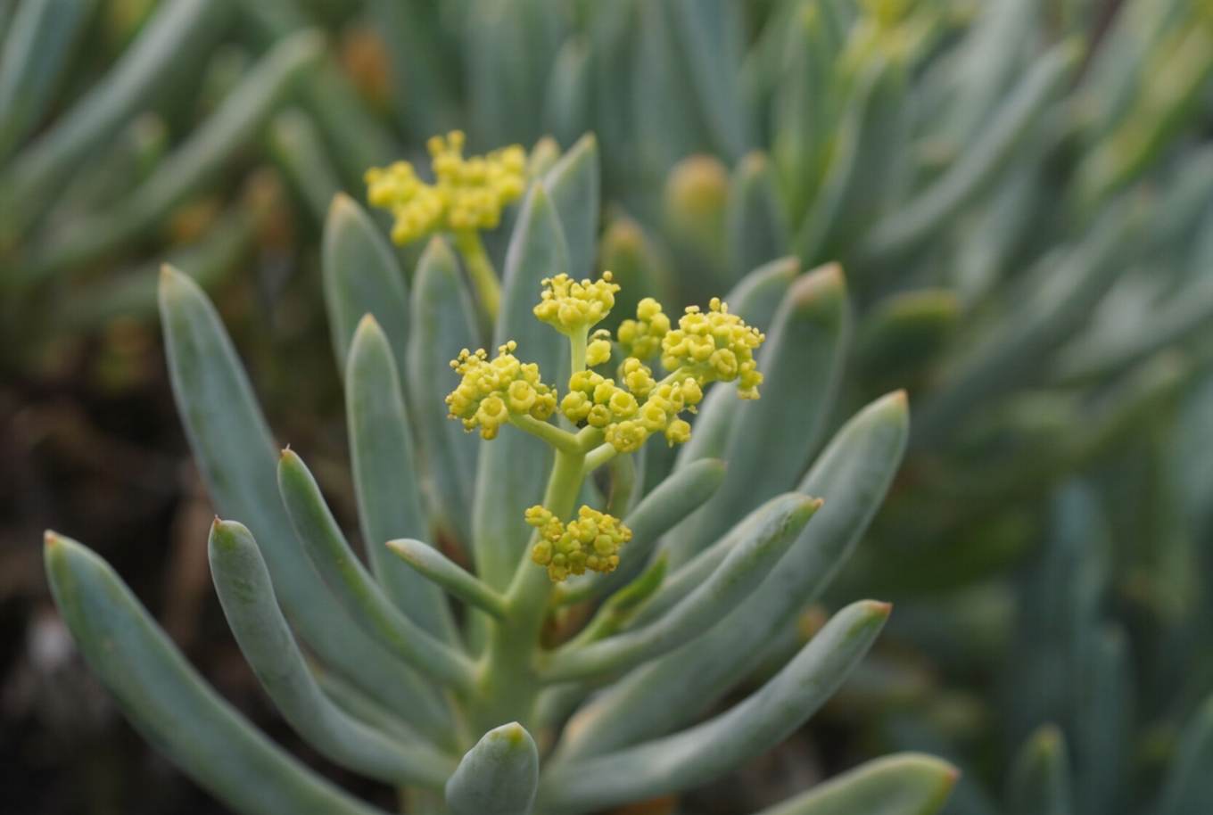 Meerfenchel-Blüten