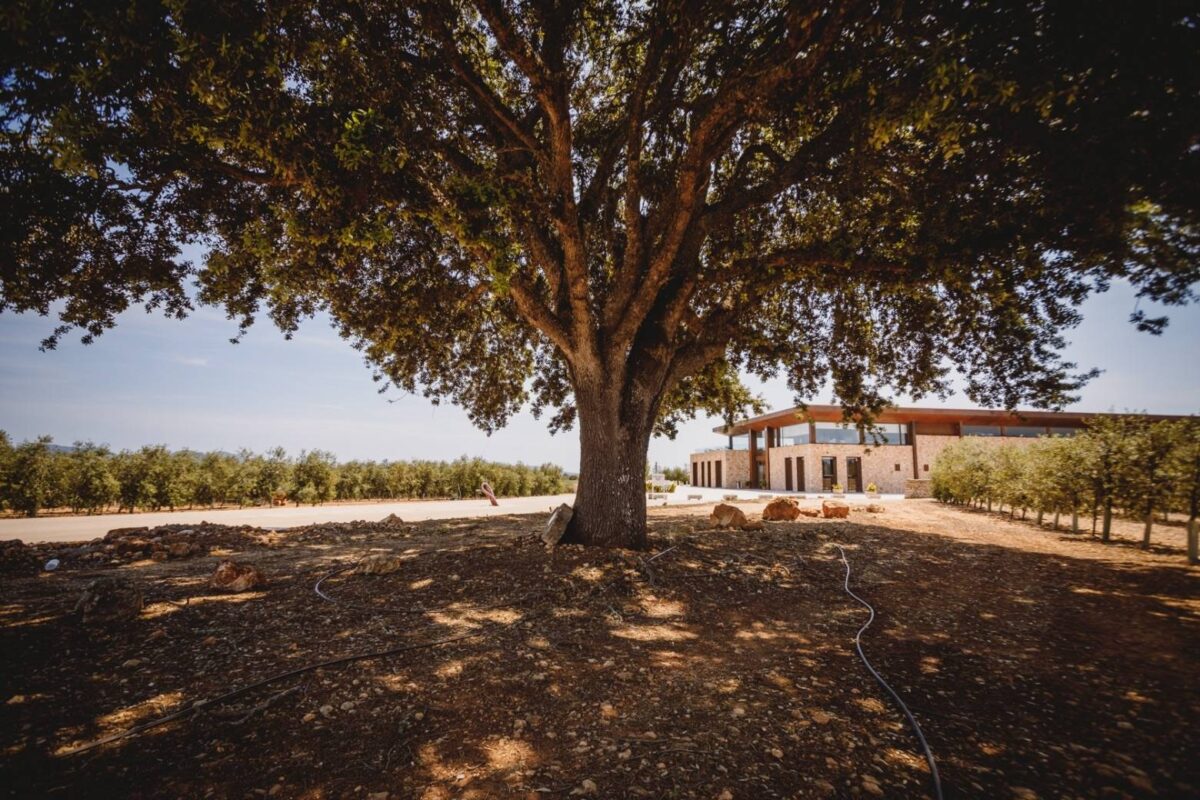Olivenbäume auf Mallorca