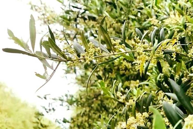 Oliveres