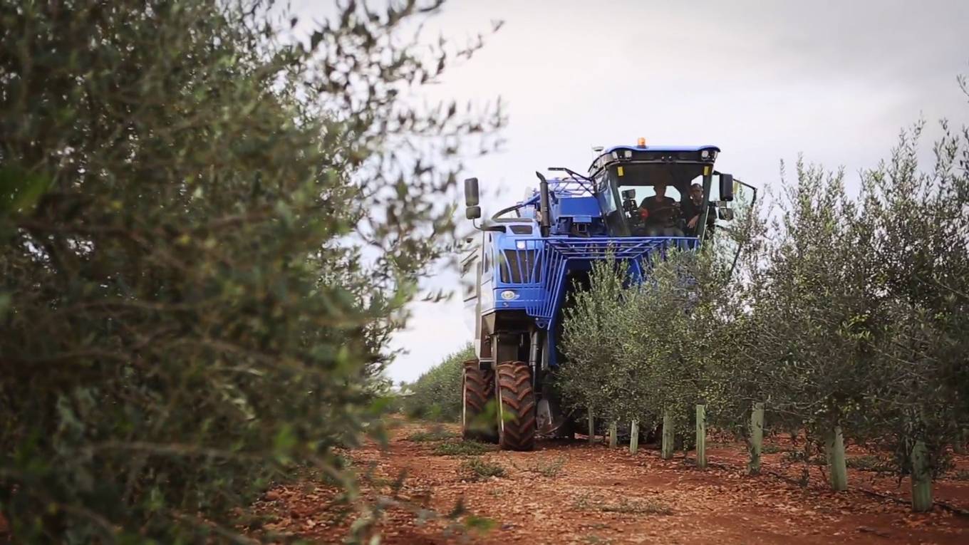 Cómo podar un olivo en Mallorca