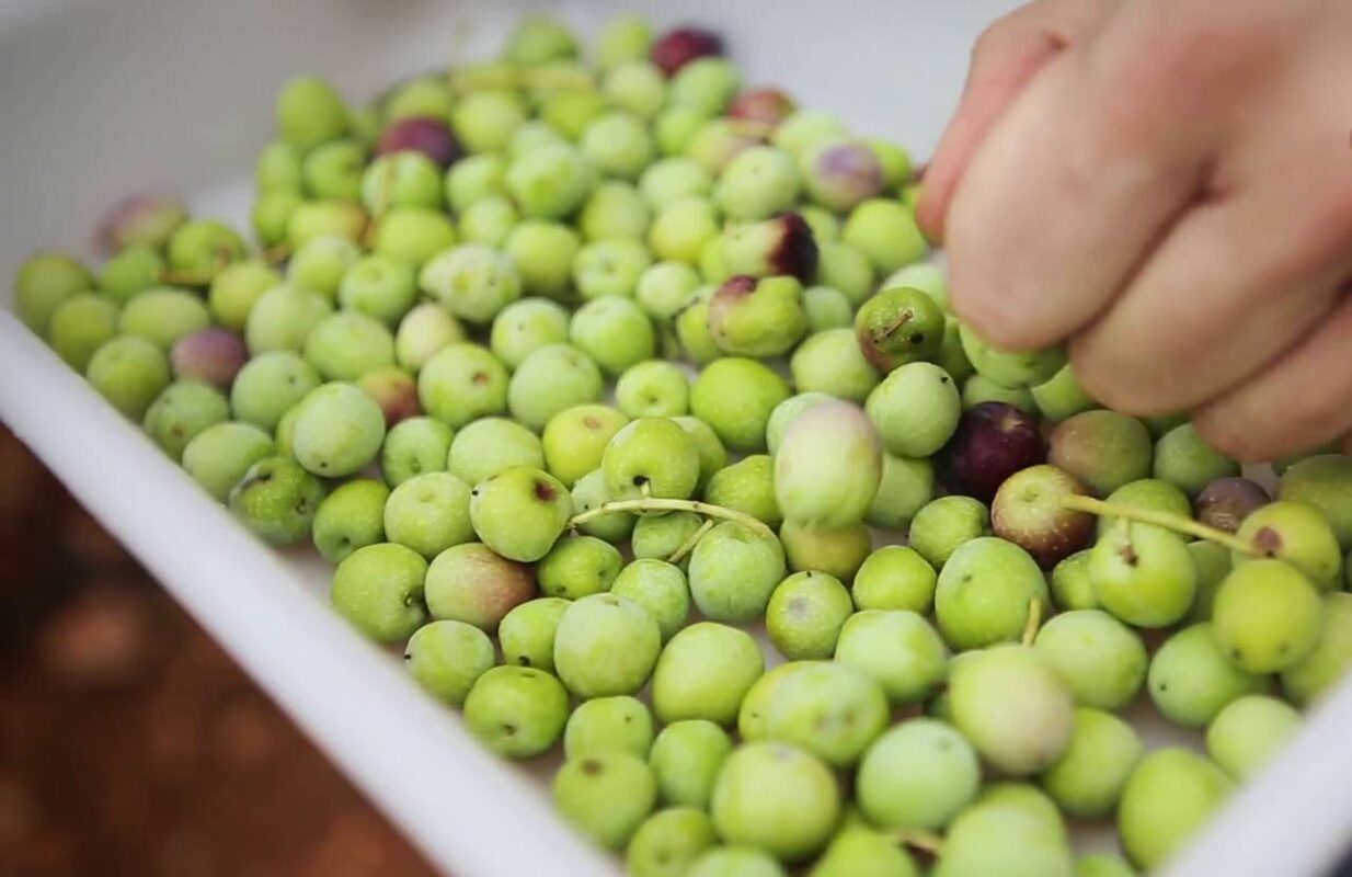 Aceituna verde Mallorca
