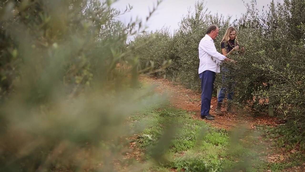 Poda correcta de un olivo