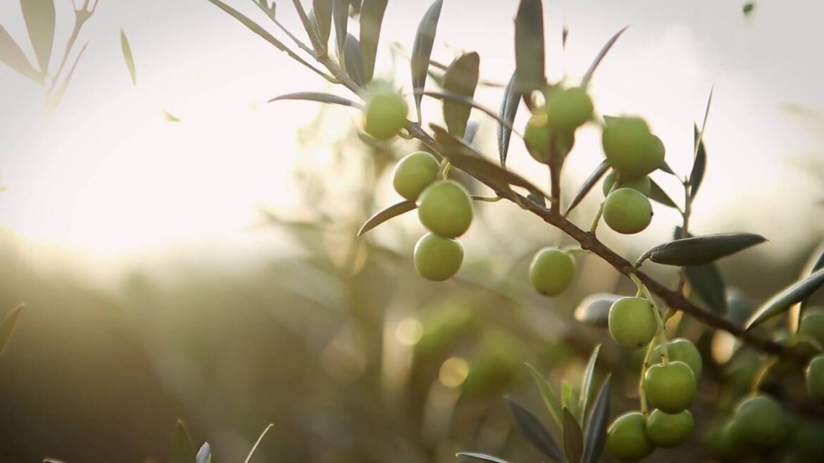 Cómo podar un olivo en Mallorca en 7 pasos y producir mejor aceituna